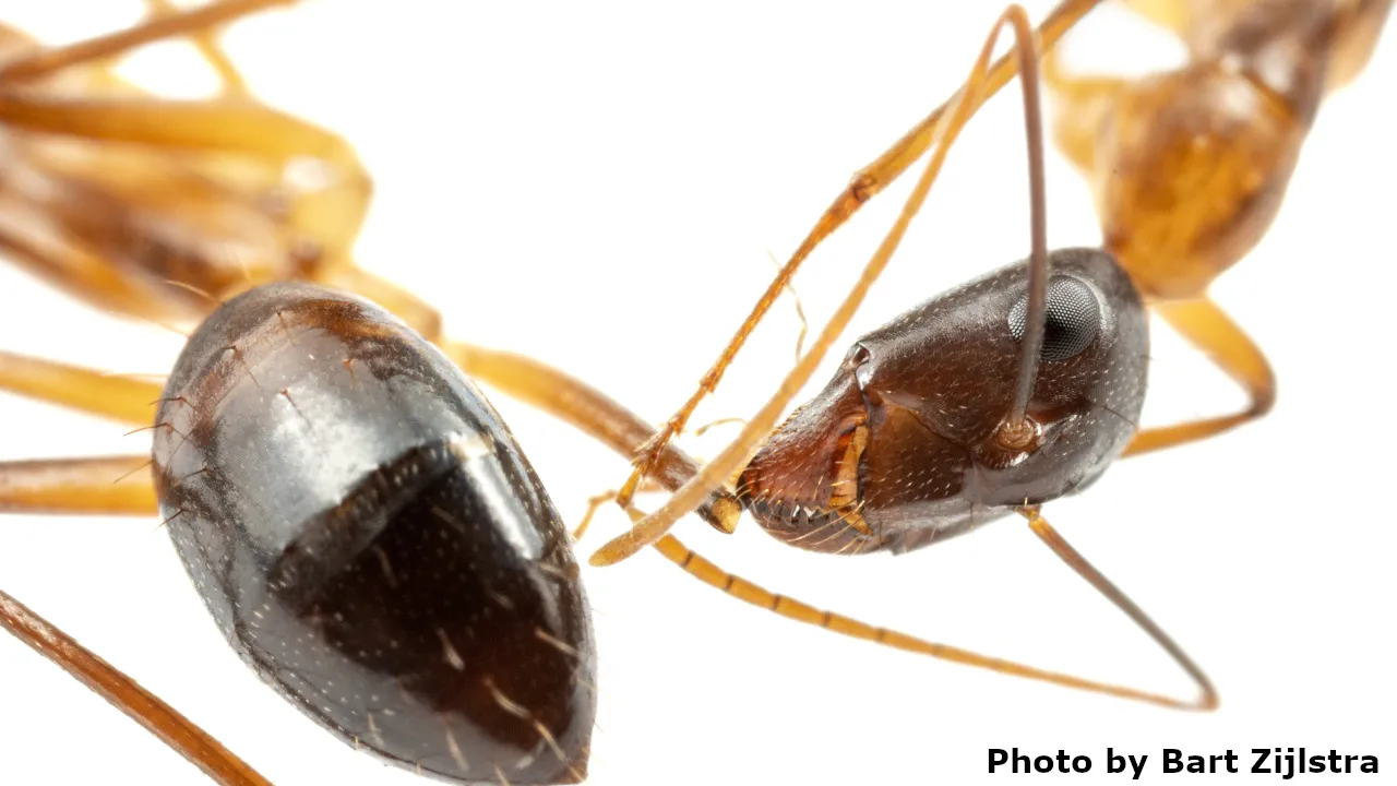 A Camponotus fellah worker cleaning the wound of another worker