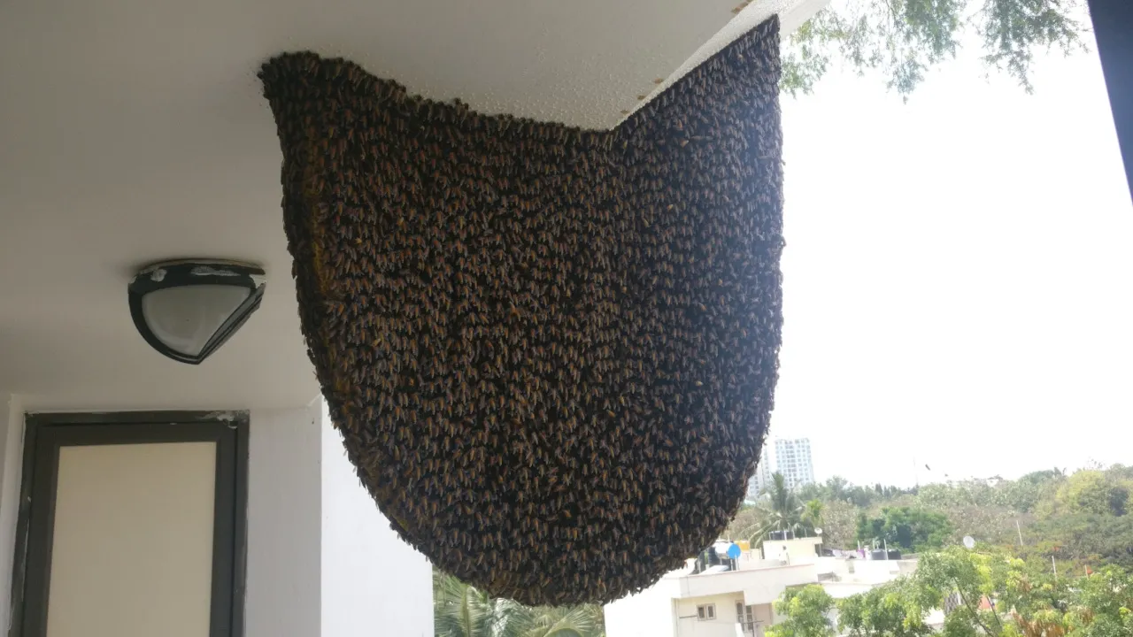A large Apis dorsata colony hanging from the ceiling of a balcony