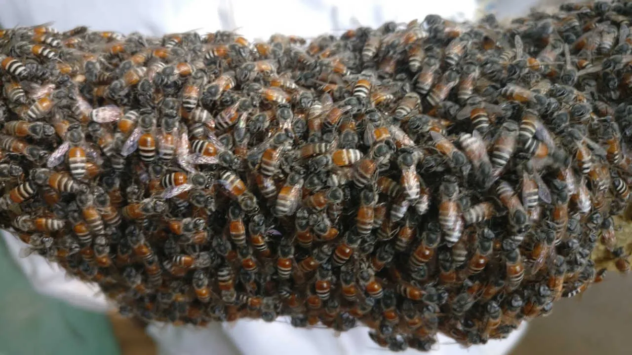 An Apis florea comb covered in workers