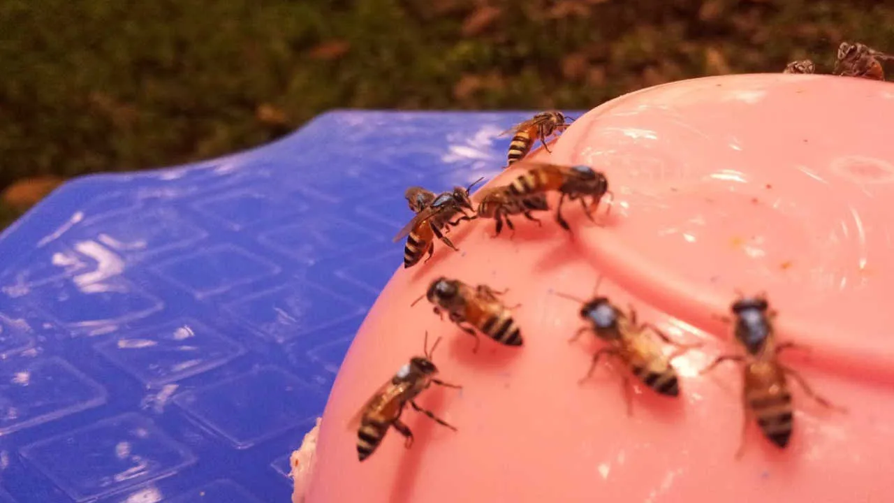 Apis florea foragers at a feeder