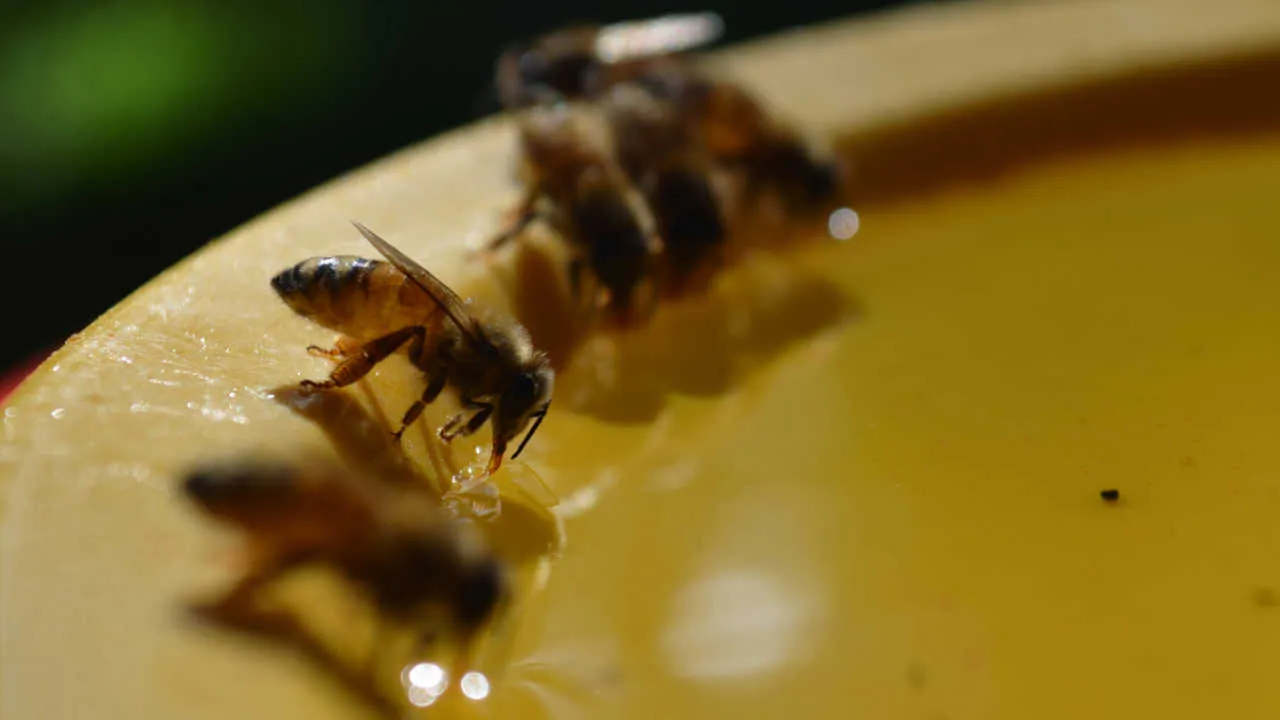 An Apis mellifera forager at a feeder