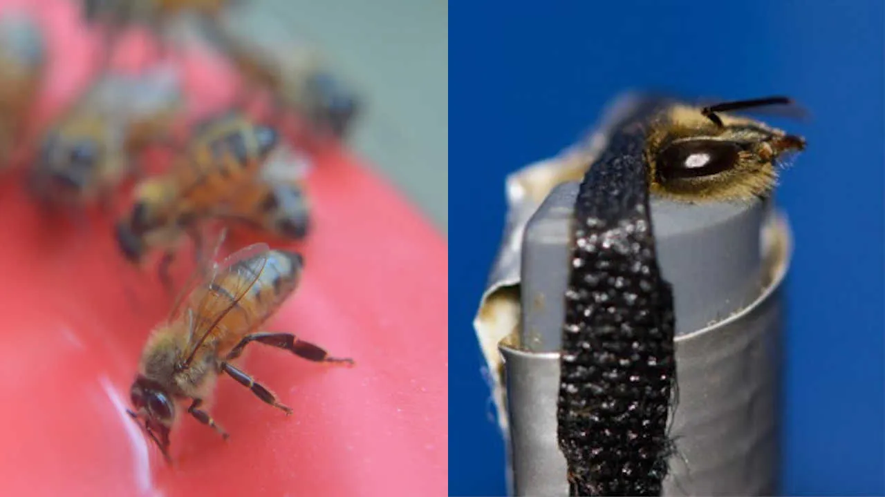 A harnessed honey bee forager in a sucrose responsiveness test