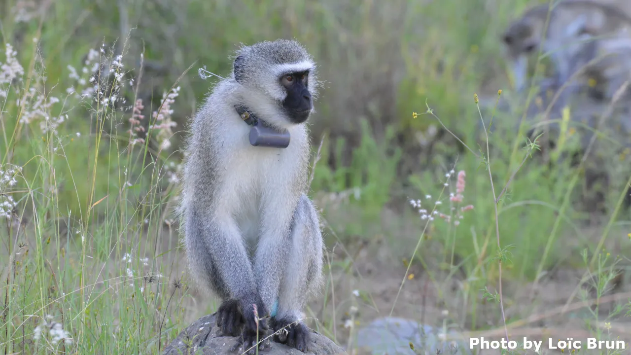 An adult vervet monkey wearing an accelerometer collar