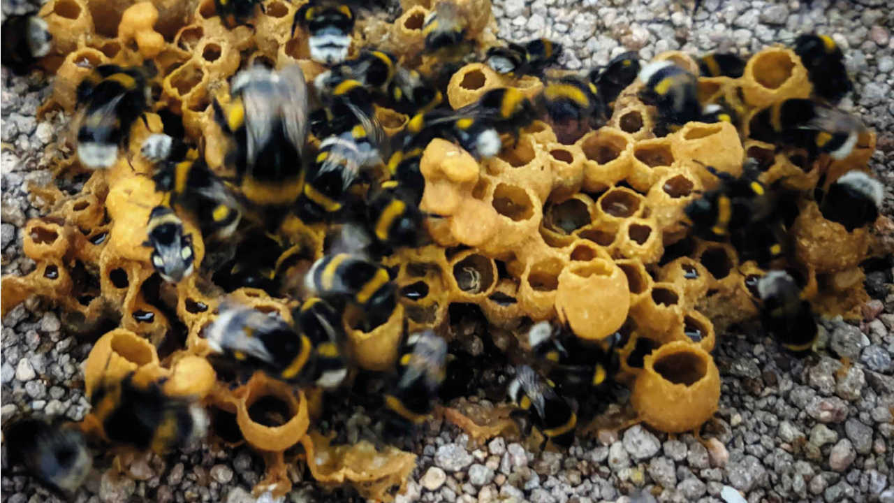 Active bumblebee colony
