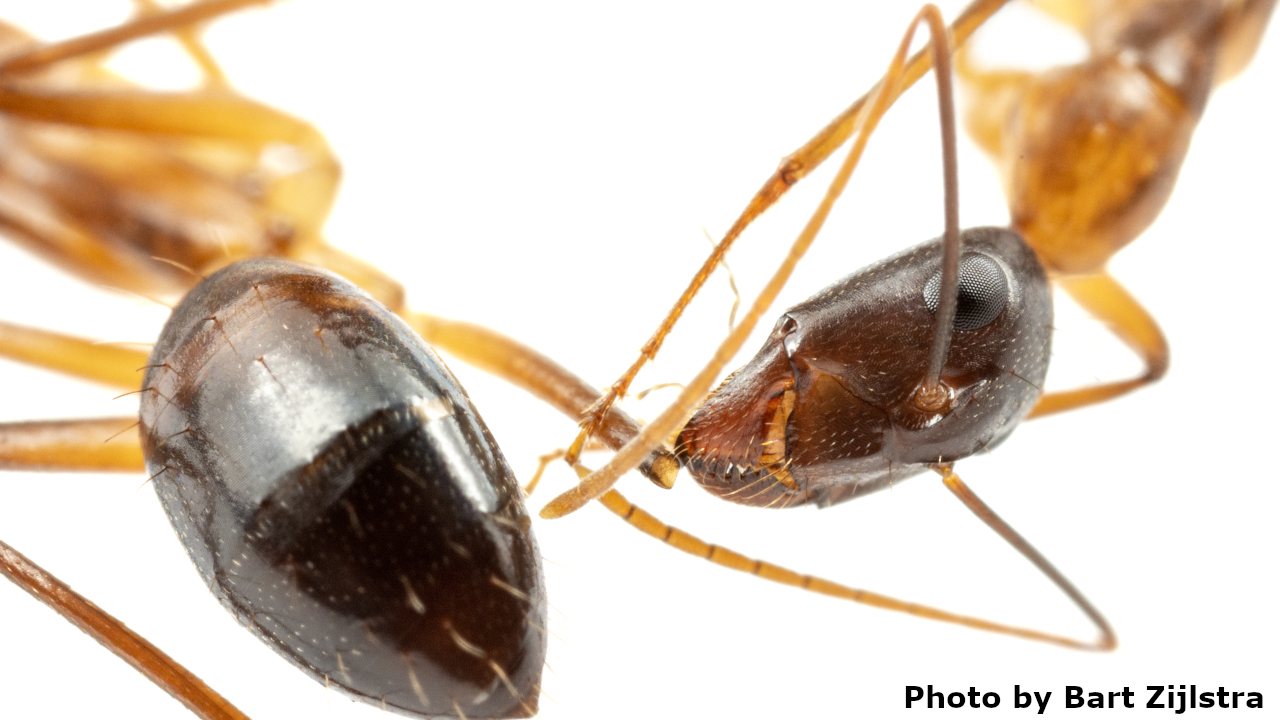 Camponotus fellah working cleaning wound of another worker